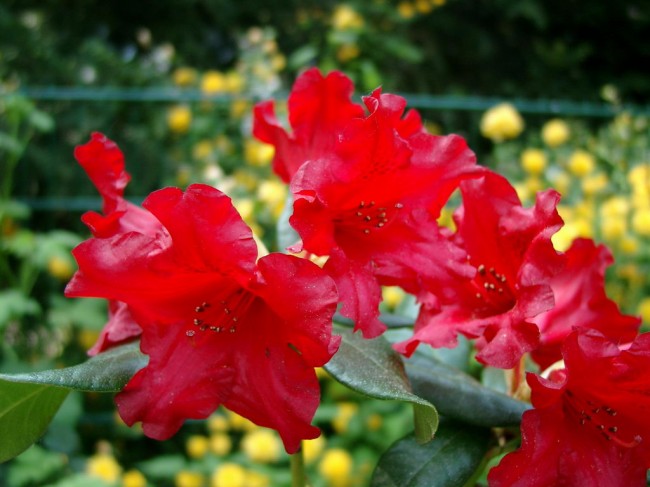 Der Garten der Gezubbel-Heimat: Rhododendron-Blüte
