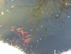 Der Garten der Gezubbel-Heimat: Die Goldfische genießen die ersten Sonnenstrahlen
