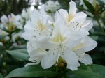 Der Garten der Gezubbel-Heimat: Wei�e Rhododendron-Bl�te