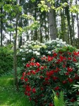 Der Garten der Gezubbel-Heimat: Rhododendren vor B�umen, die es leider nicht mehr gibt