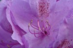 Der Garten der Gezubbel-Heimat: Rhododendron-Blüte